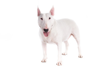 Bull terrier dog on a white background