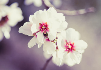 Blossoming almond tree flowers in springtime