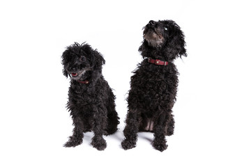 Poodle dogs on a white background