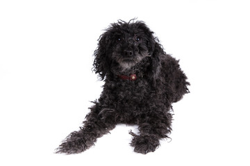 Poodle dog on a white background