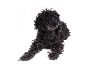 Poodle dog on a white background