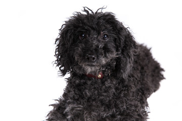 Poodle dog on a white background