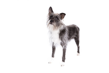 Mixed breed dog on a white background