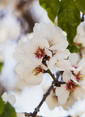 Blossoming almond tree flowers in springtime