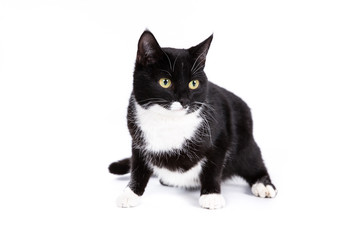 Cat on a white background