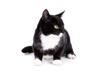 Cat on a white background