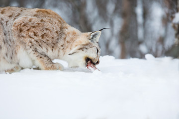European lynx eating meat © kjekol