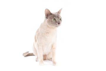 Burmese cat on a white background