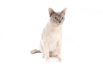 Burmese cat on a white background