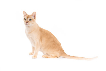 Burmese cat on a white background