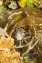 Tropenfisch mit Streifen und Punkten