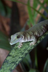 Grüner Gecko auf Blatt