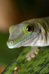 Geckoporträt