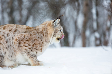 European lynx eating