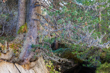 Old growth Pine forest