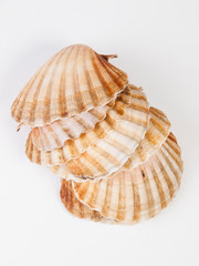Scallops stacked