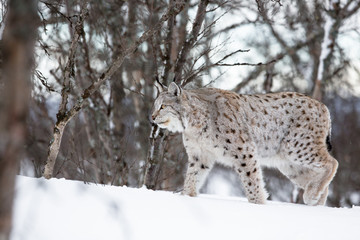 Lynx walking in the snow