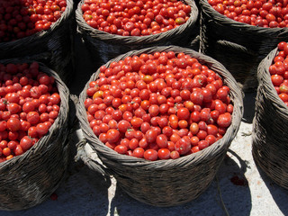 Tomatenernte auf der Insel Santorini, Griechenland