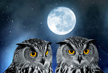Obraz premium Eagle Owl, Bubo bubo