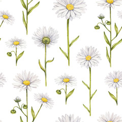 Chamomile flowers illustration. Watercolor seamless pattern
