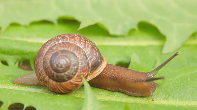 Snail creeps on the green leaf, close-up view, HD 1080p