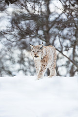 European lynx walks in snow