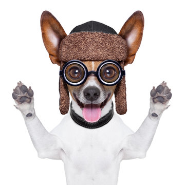 dumb crazy dog