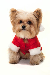 Dog Dress in Santa