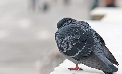 pigeon closeup