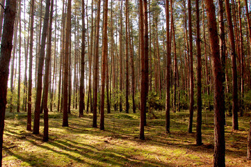 Forests of Poland