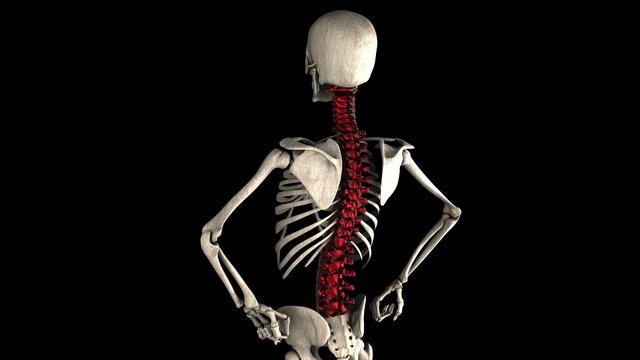 human skeleton model rotate. Alpha matted
