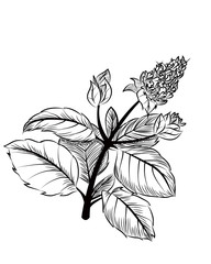 Peppermint © pisica_sfioasa