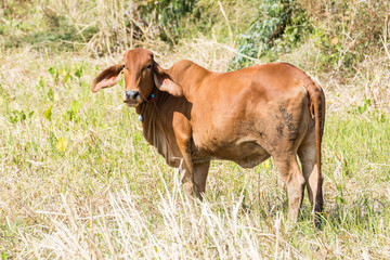 Orange cow in cornfield