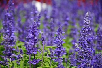 Fototapeta premium Lavender Field