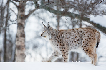 Lynx sneaking in the snow