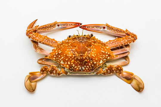 Flower crab or blue crab isolated on white background.