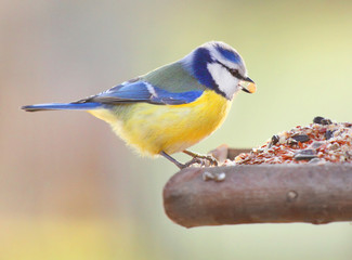 The Blue Tit (Cyanistes caeruleus) on a bird table. - 61778450