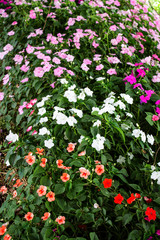Beautiful impatiens flowers