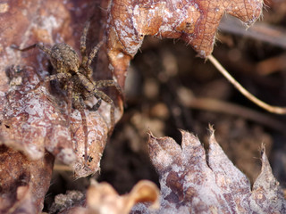 Spider