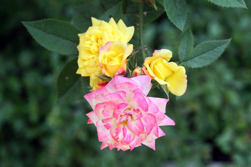 Rose gialle e rosa
