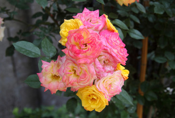 Rose gialle e rosa in giardino