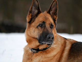 Verträumter Schäferhund