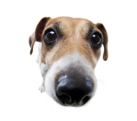 Crédence de cuisine en verre imprimé Chien Funny dog big nose