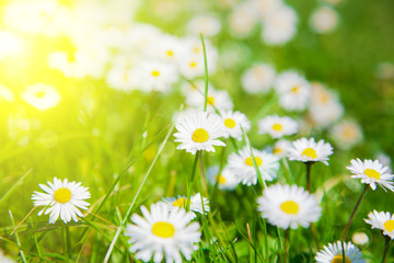 Daisies in a meadow with sunlight, close-up
