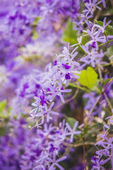 Naklejka premium queen's wreath vine flower