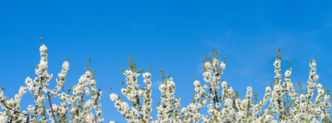 Apfelblüte Panorama