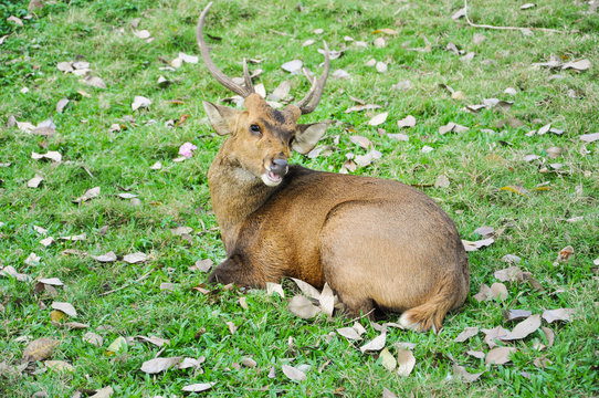 deer