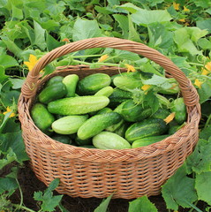 Harvest cucumbers in a basket