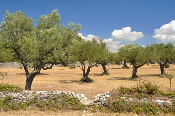 Naklejka premium Olivehain in Kroatien