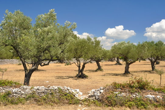 Olivehain in Kroatien